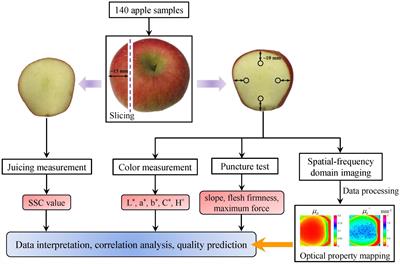 Optical Property Mapping of Apples and the Relationship With Quality Properties